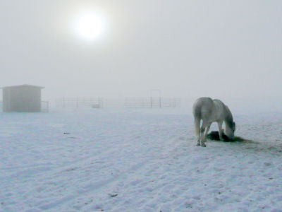 Foggy Field