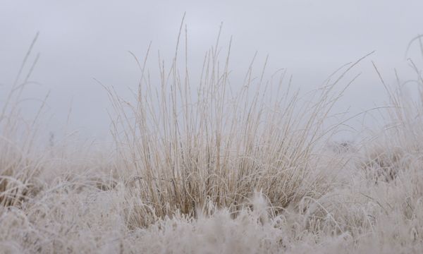 Prarie Grass in Winter White 